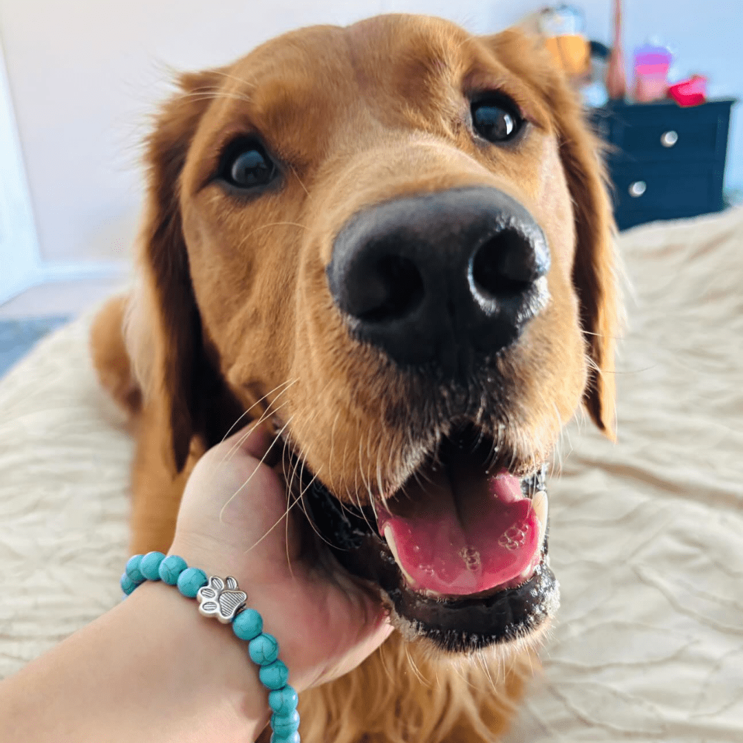 I Love ALL Dogs Bracelet™