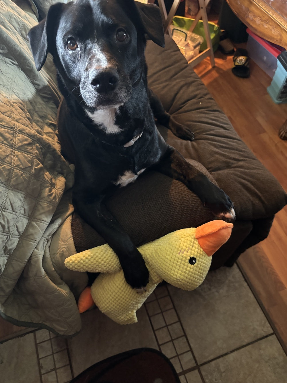 Emotional Support Duck (Feeds 40 Dogs)